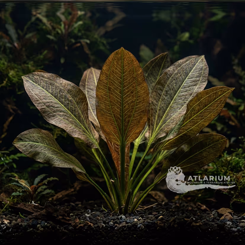 Echinodorus 'Brauner Elefant'