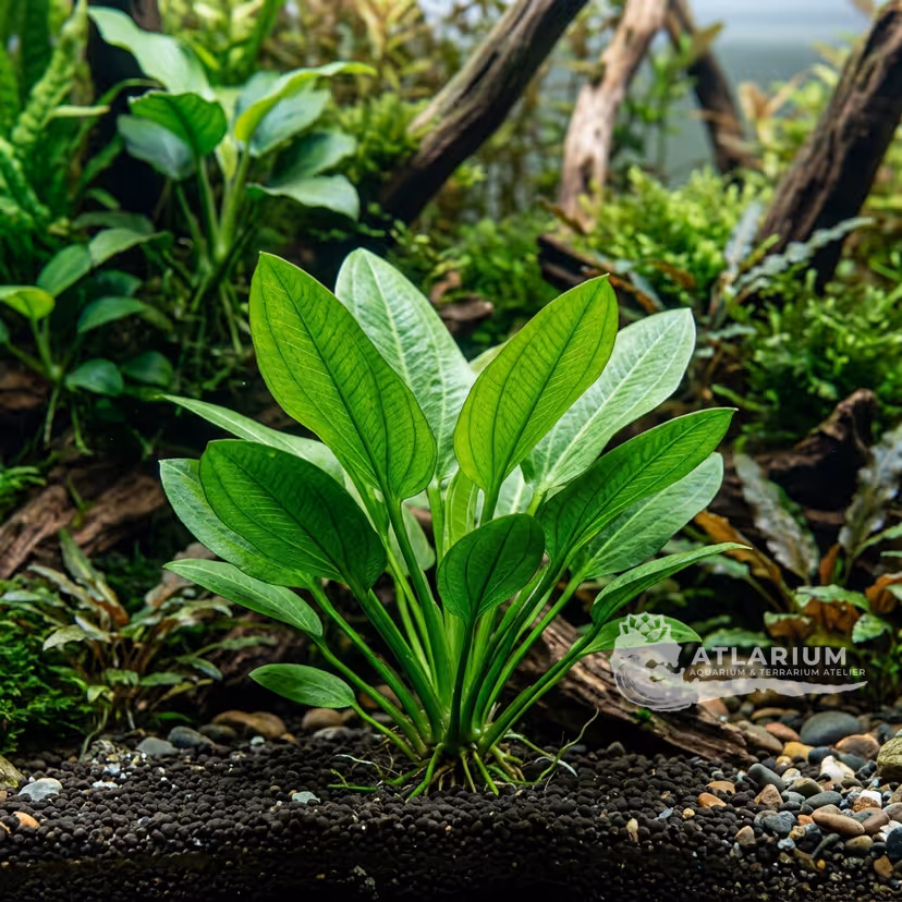 Echinodorus cordifolius 'Mini'