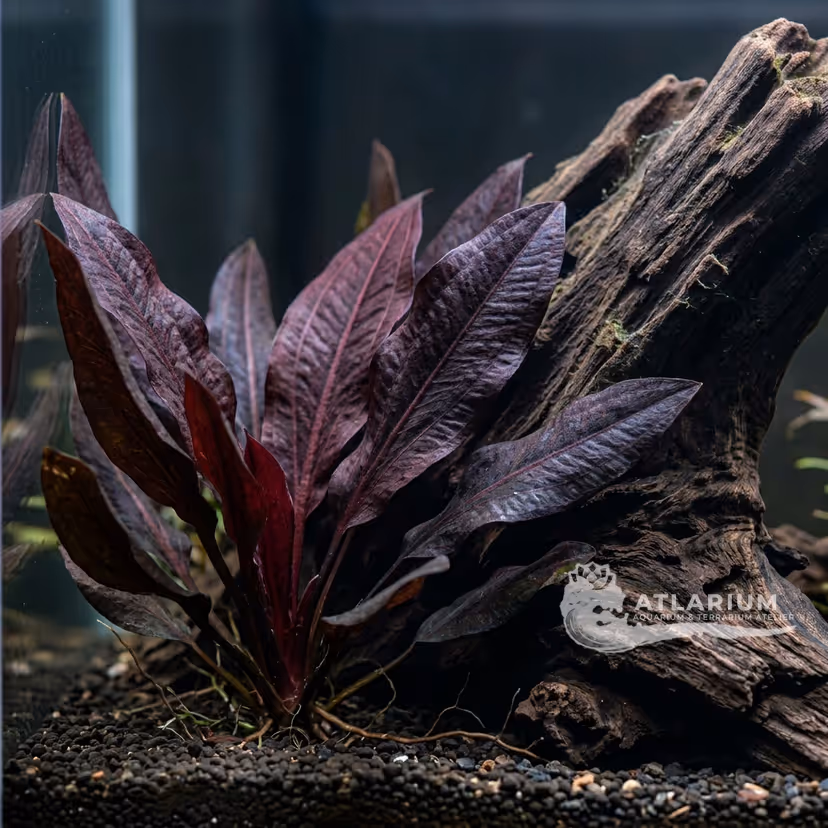 Echinodorus 'Dark Beauty'