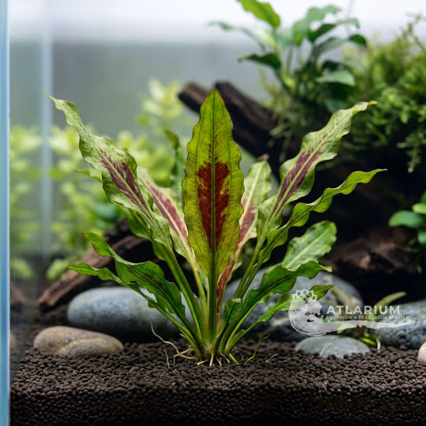 Echinodorus 'Devil's Eye'