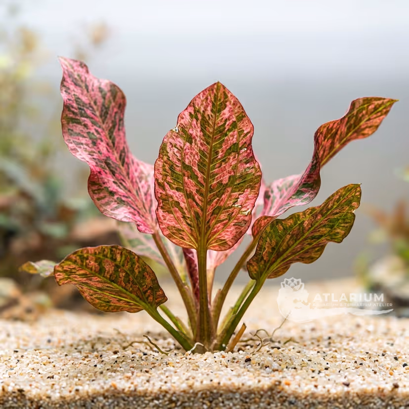 Echinodorus 'Digital Art'