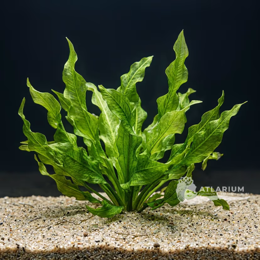 Echinodorus 'Dschungelstar' Nr. 1