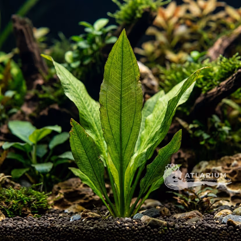 Echinodorus floribundus