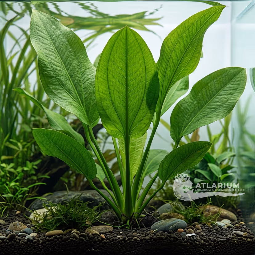 Echinodorus grandiflorus