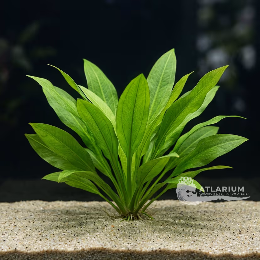 Echinodorus grisebachii 'Bleherae'