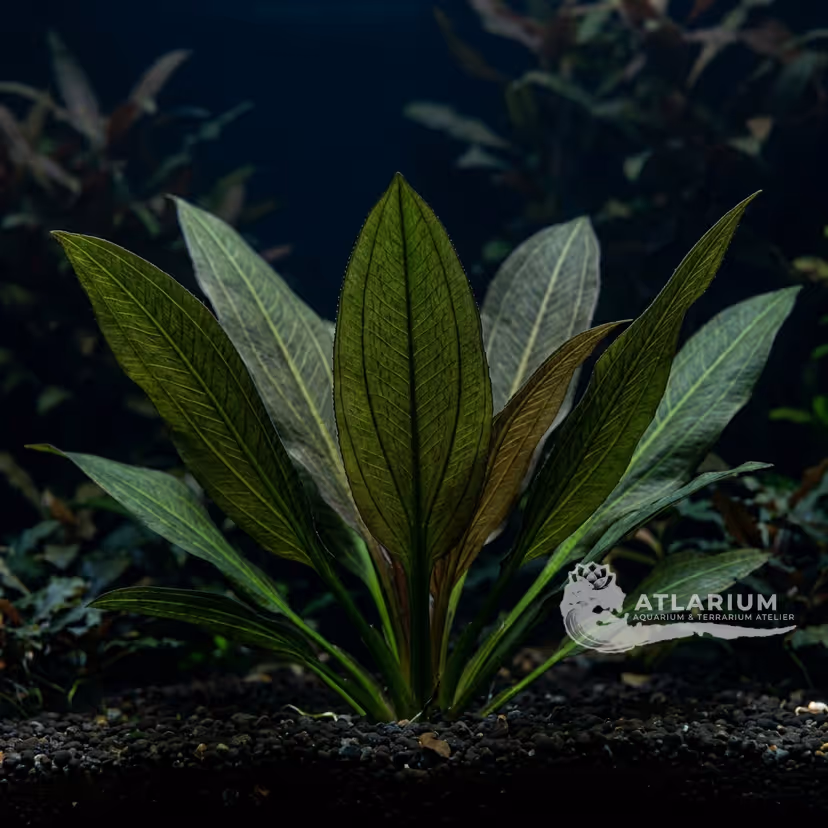 Echinodorus grisebachii 'Parviflorus'