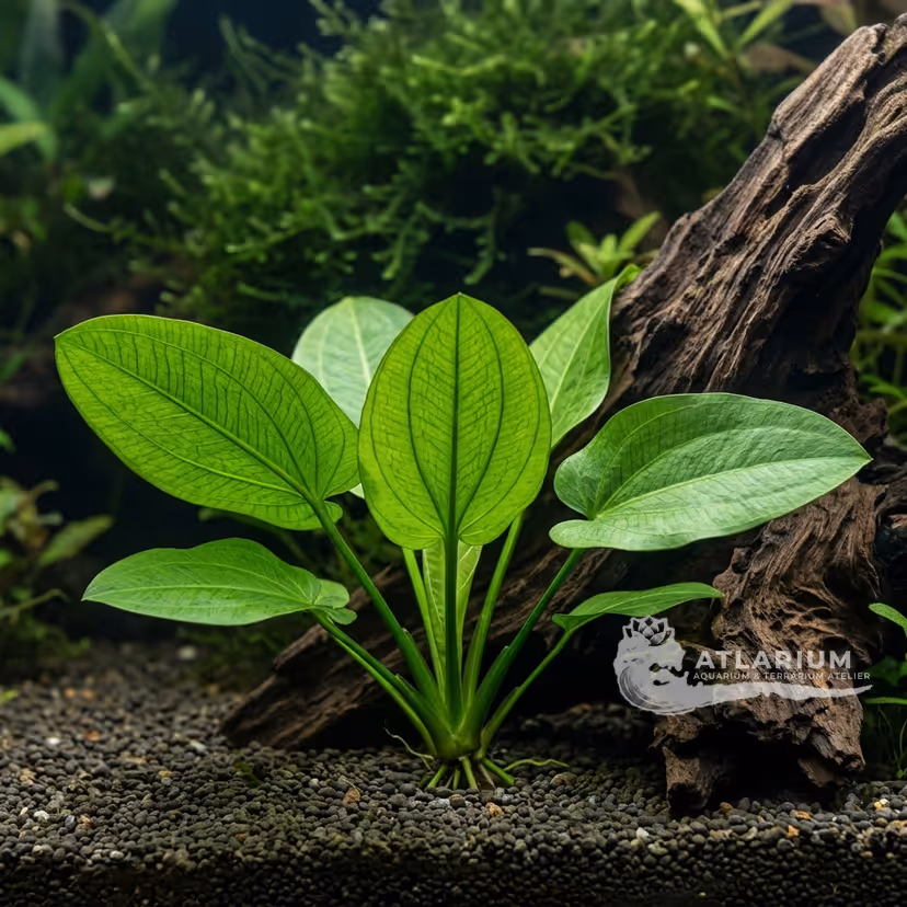 Echinodorus horizontalis