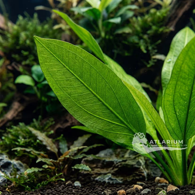 Echinodorus macrophyllus