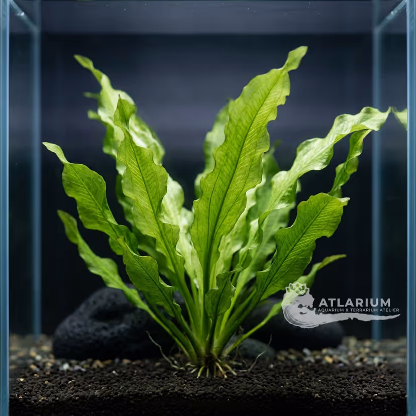 Echinodorus major