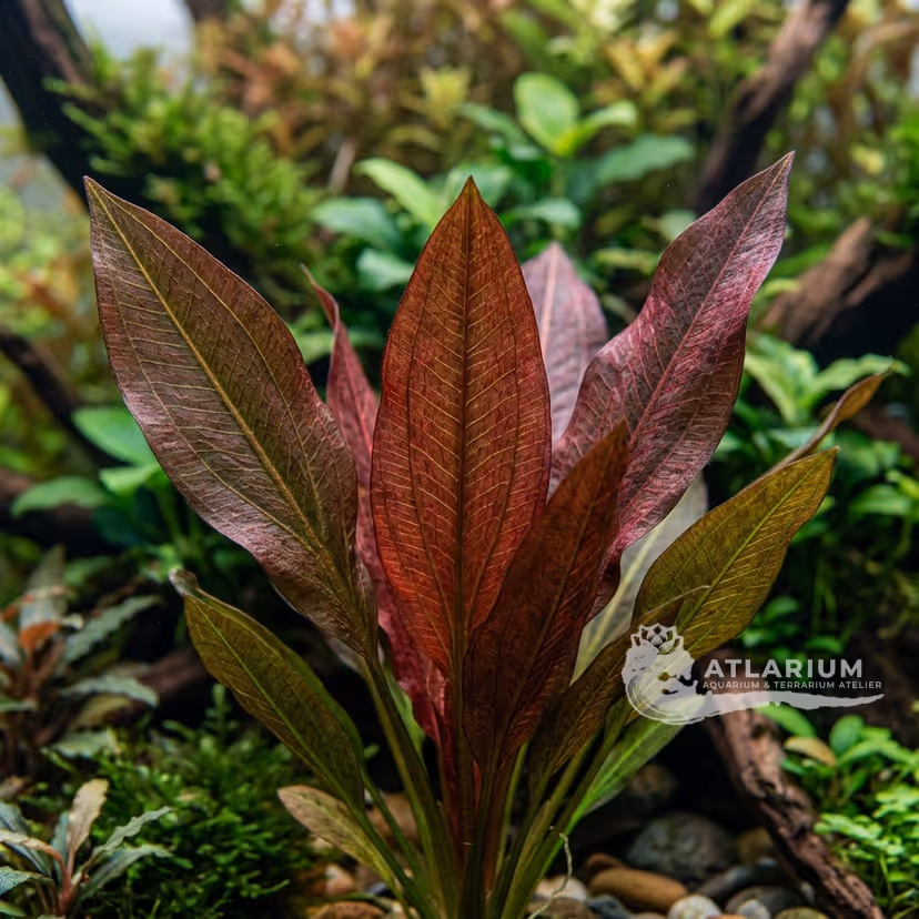 Echinodorus 'Red Devil'