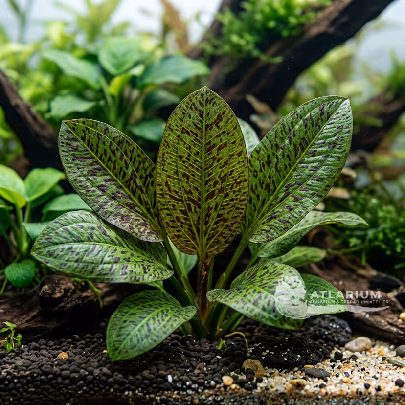 Echinodorus schlueteri 'Leopard'