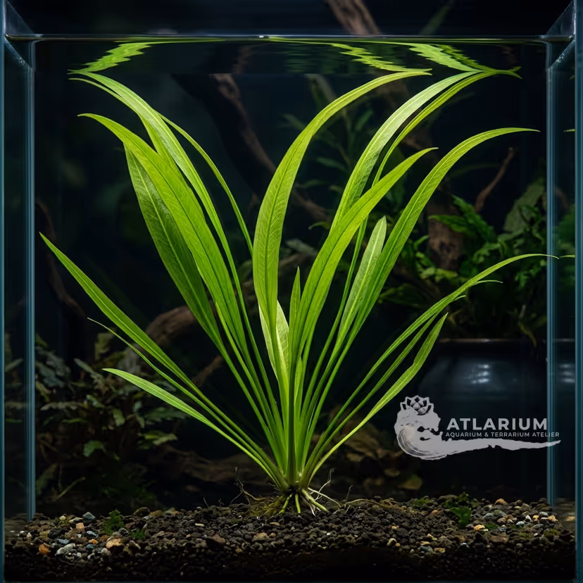 Echinodorus subalatus
