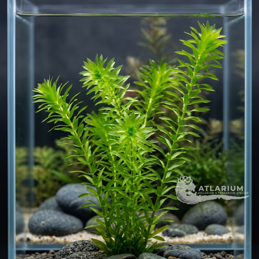 Egeria densa