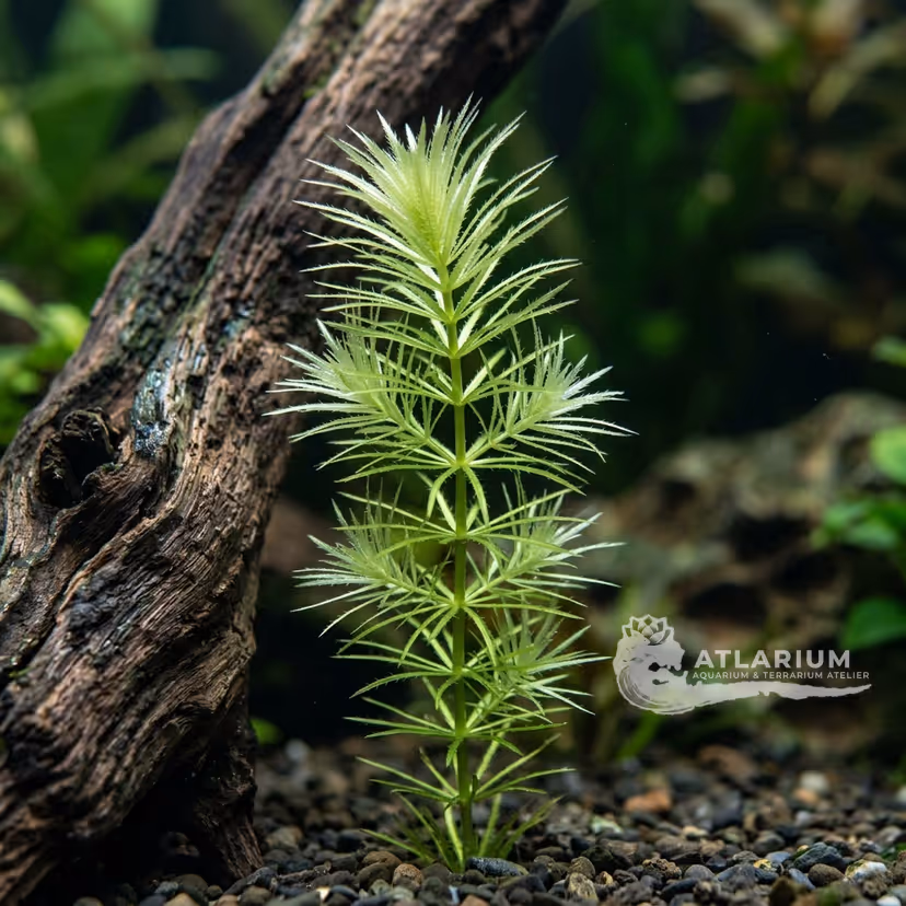 Egeria najas
