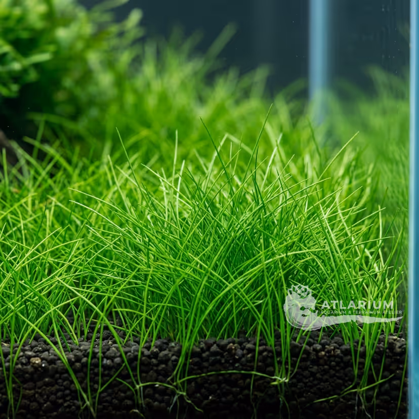Eleocharis acicularis