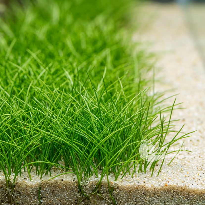 Prato ad ago (Dwarf Hairgrass)