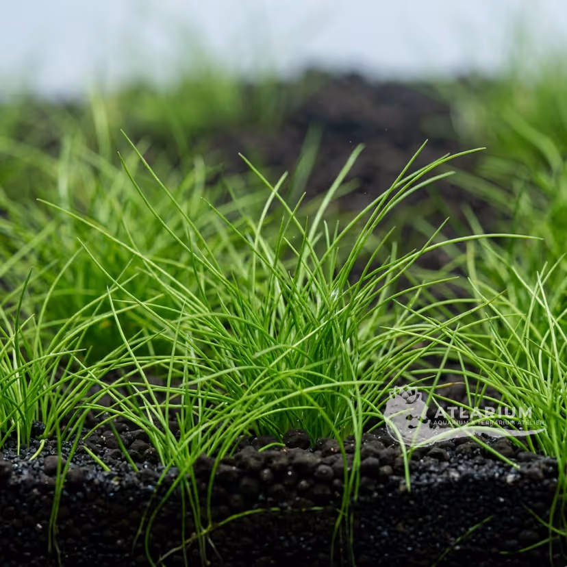 Eleocharis pusilla ("E. parvula")