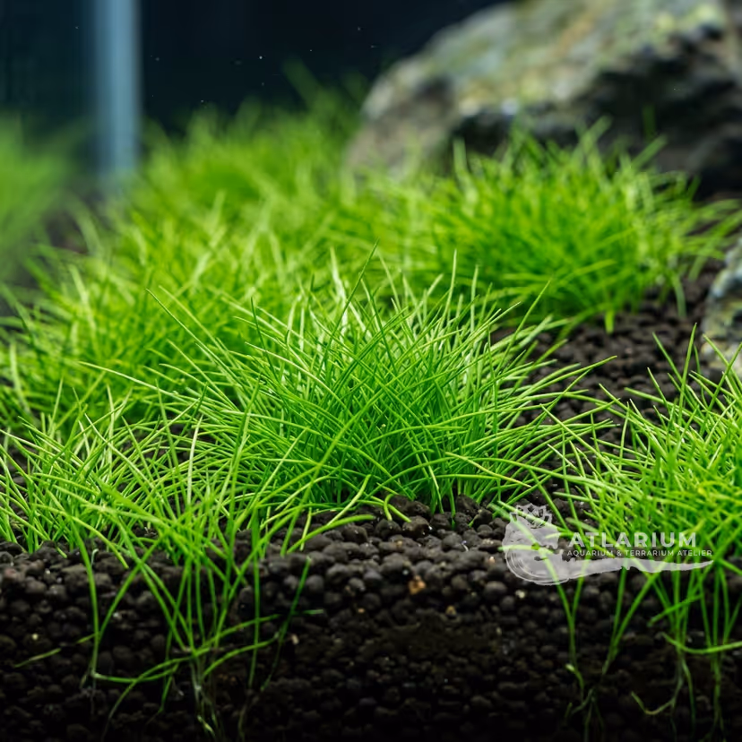 Eleocharis sp. "Mini"