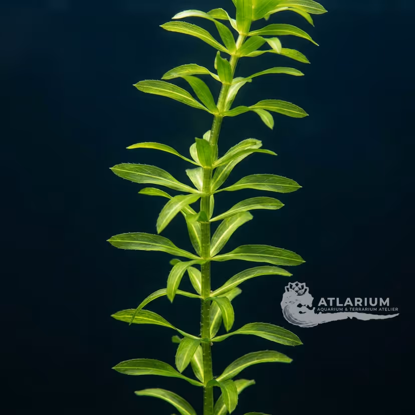 Elodea canadensis