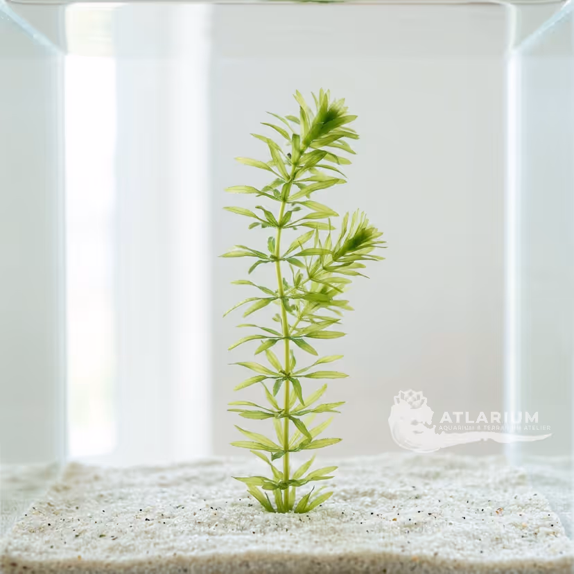 Elodea nuttallii