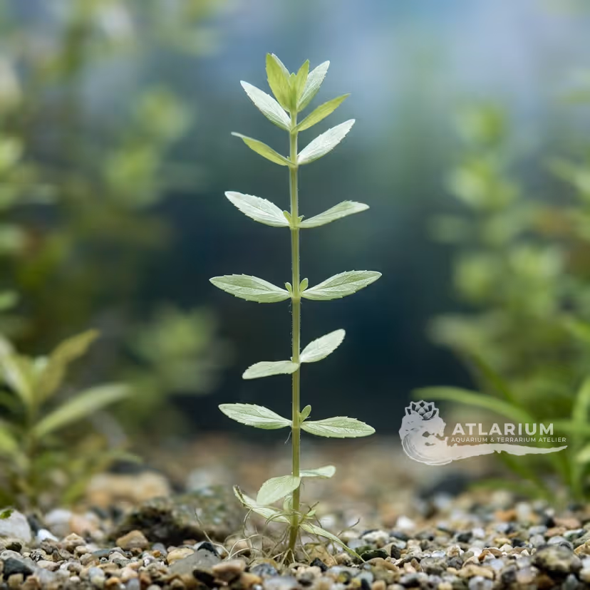 Gratiola officinalis