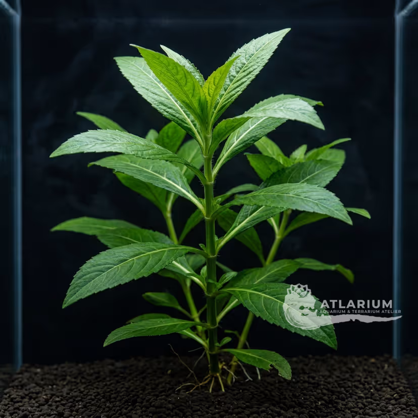 Gymnocoronis spilanthoides