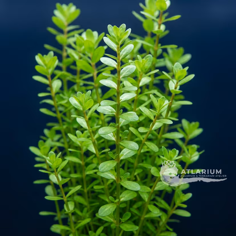 Hedyotis salzmannii