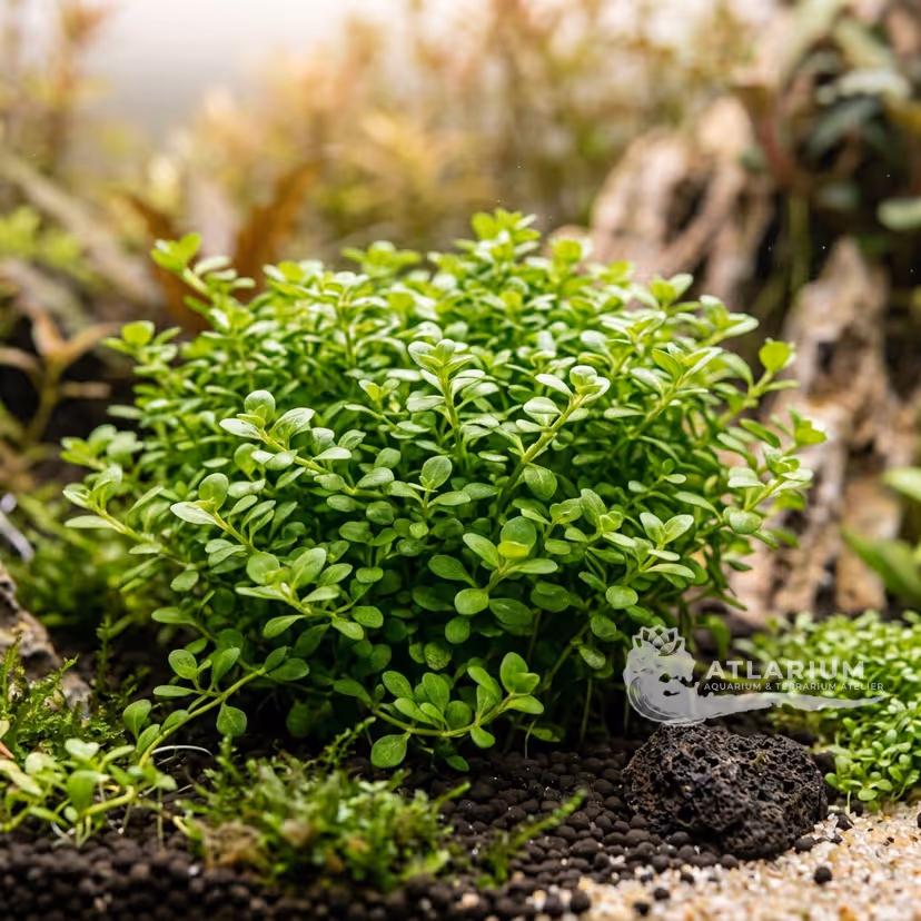 Hemianthus glomeratus