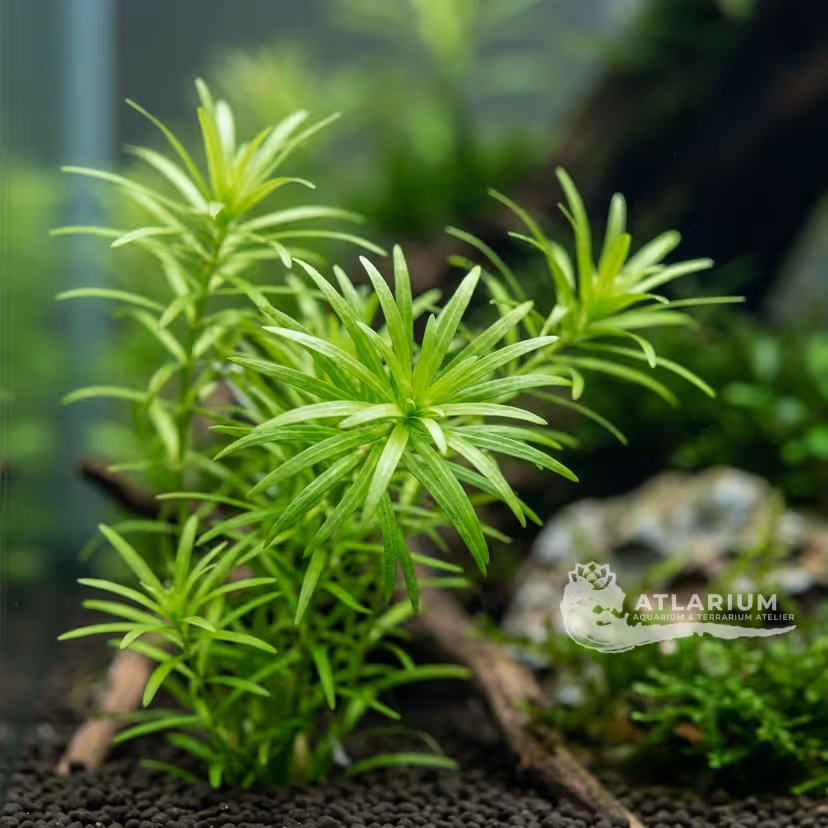 Heteranthera zosterifolia