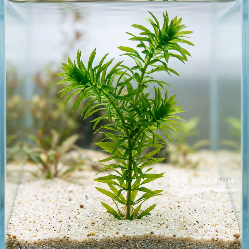 Hydrilla verticillata