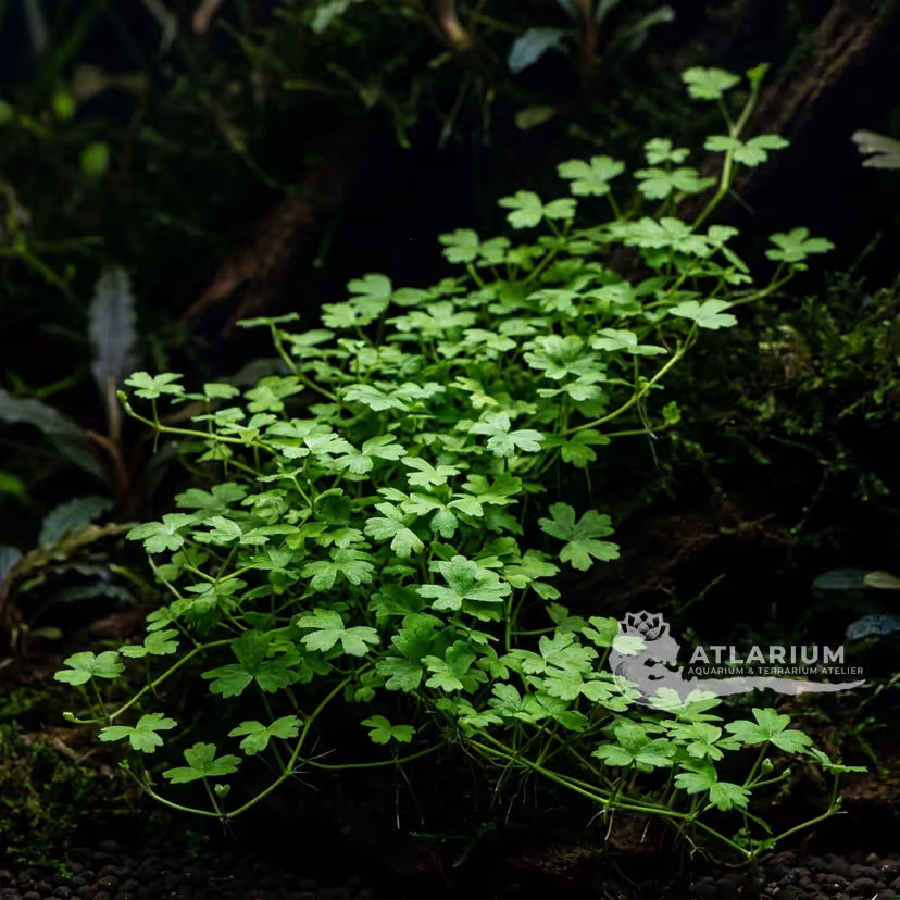 Hydrocotyle cf. tripartita