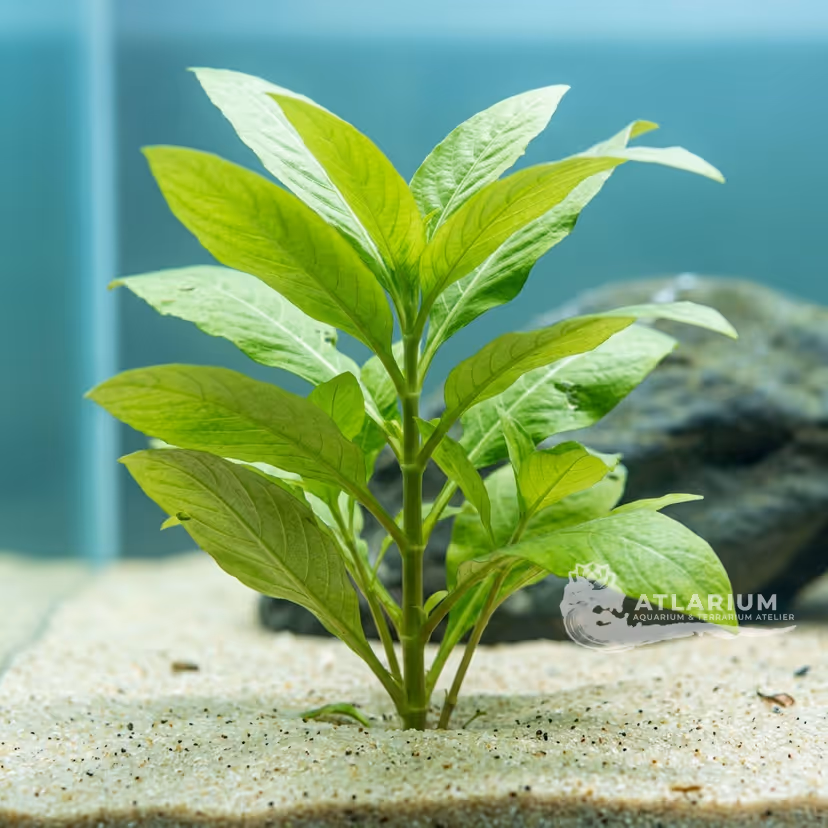 Hygrophila corymbosa