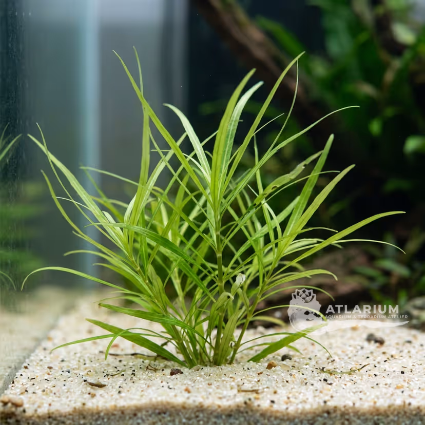 Hygrophila corymbosa ''Angustifolia''