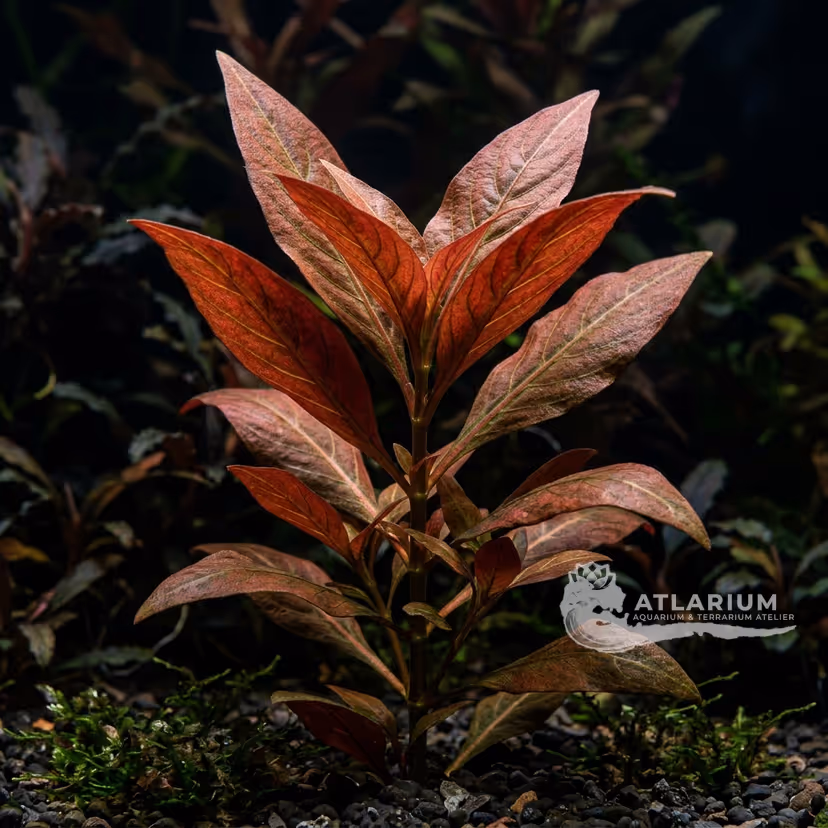 Hygrophila corymbosa ''Red''
