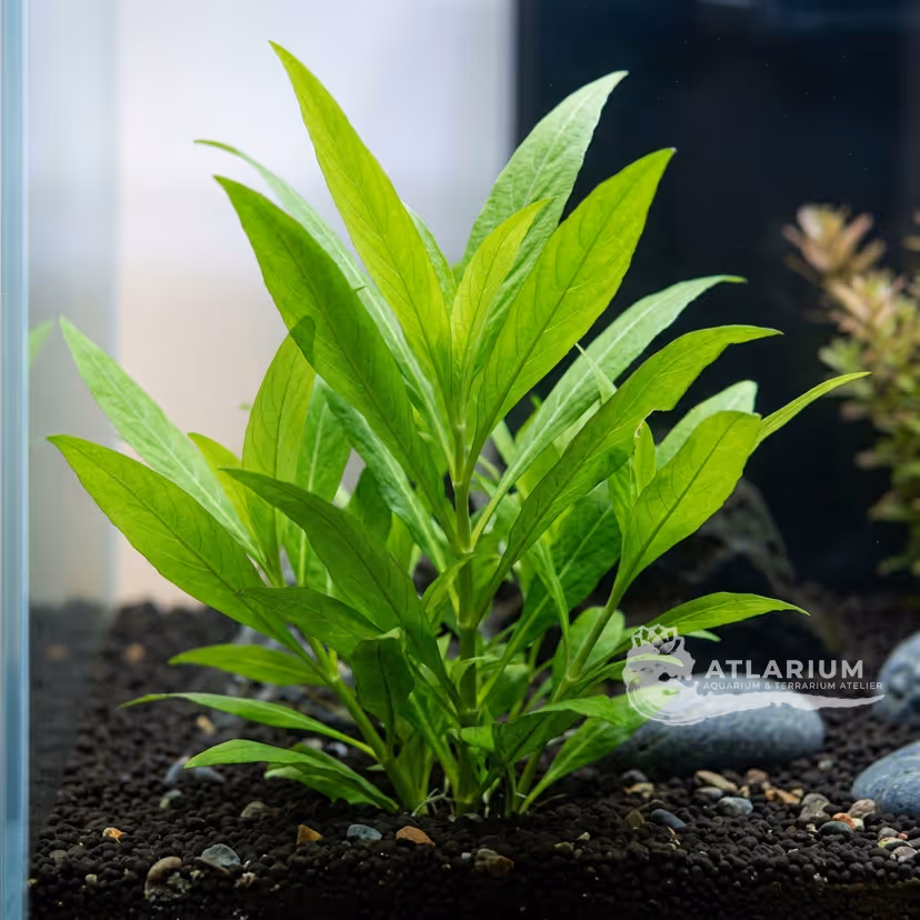 Hygrophila corymbosa "Siamensis"