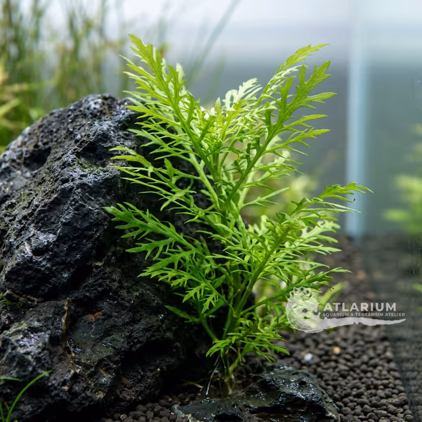 Hygrophila difformis