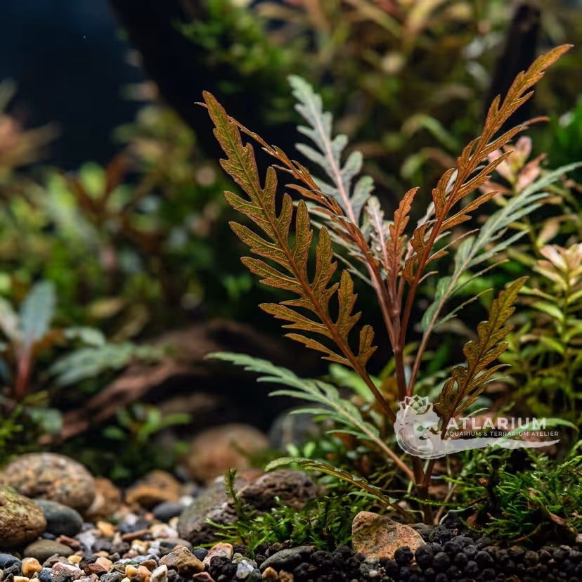 Higrofila pinnatifida