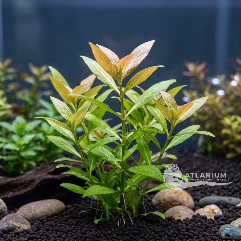 Hygrophila polysperma