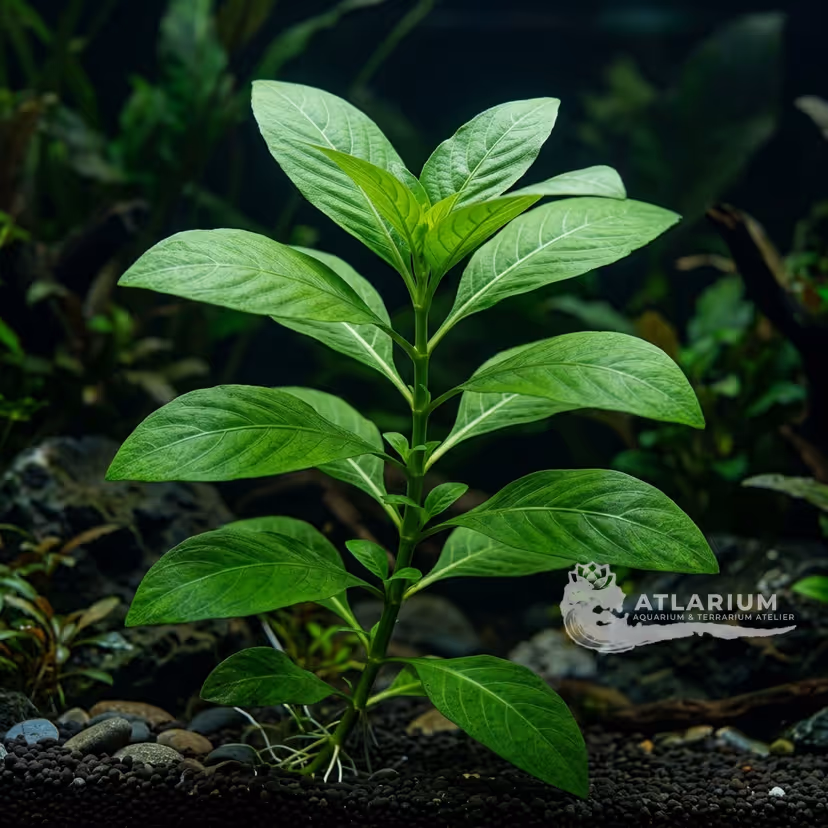 Hygrophila polysperma 'Big leaf'