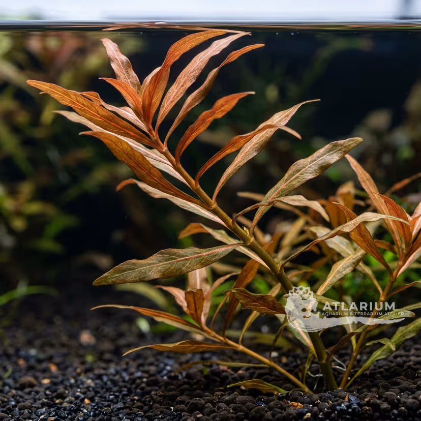 Hygrophila polysperma ''Ceylon''