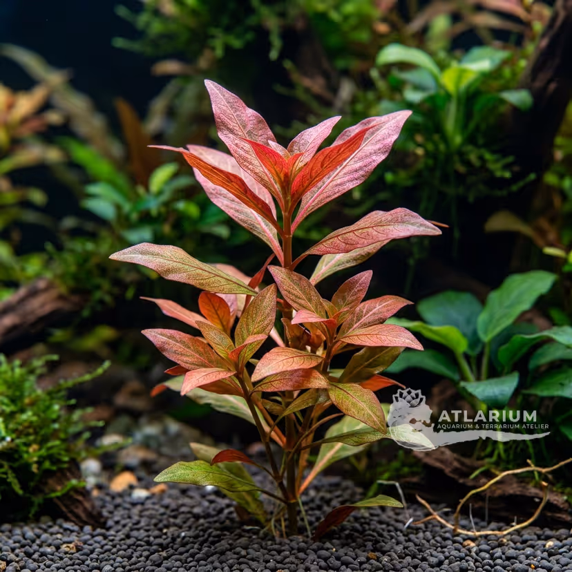 Ludwigia glandular