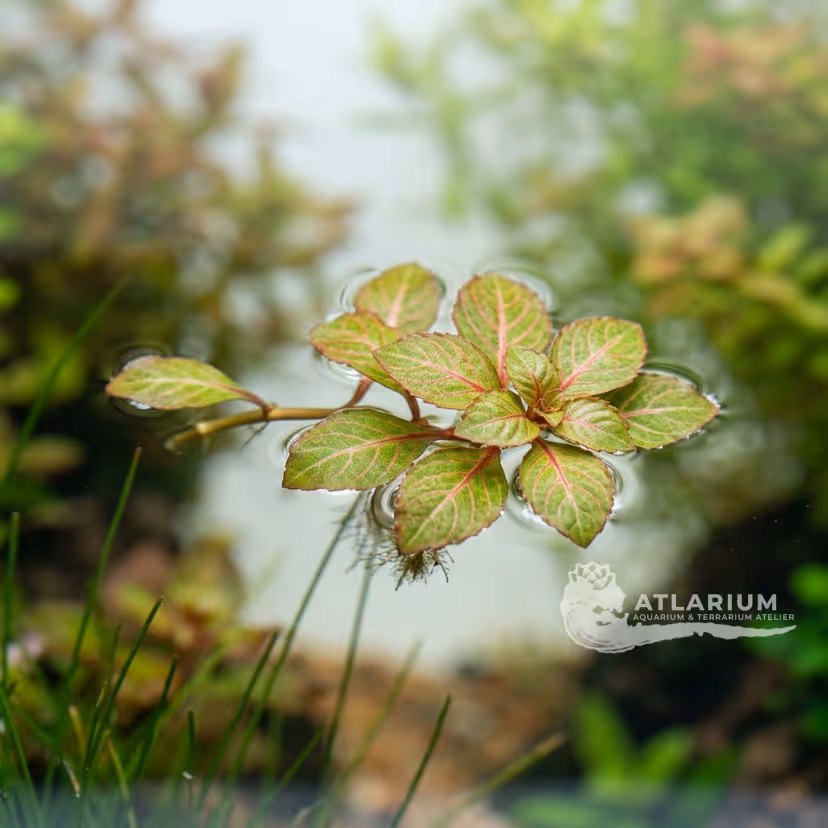 Ludwigia helminthorrhiza