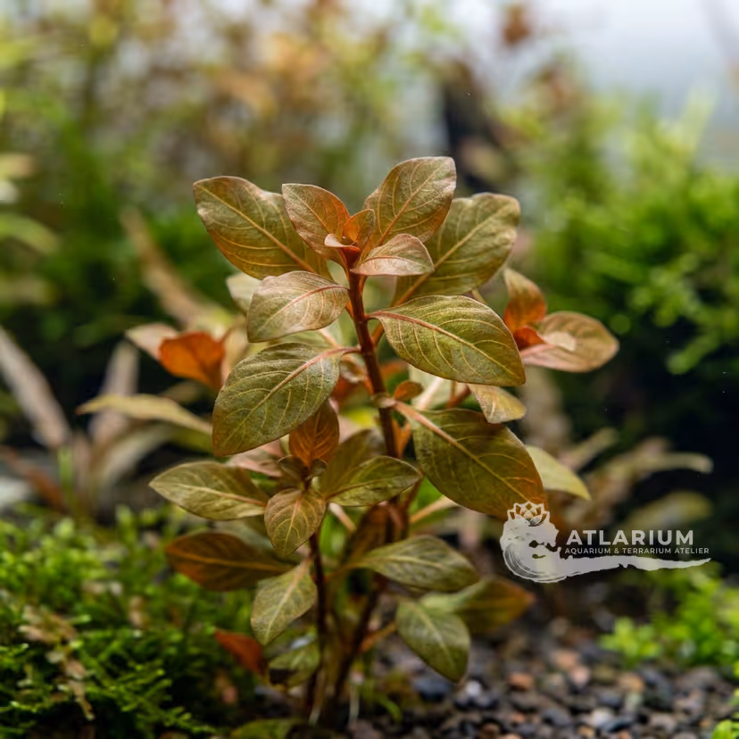 Ludwigia palustre