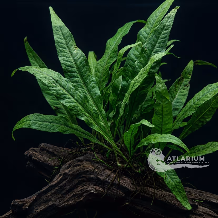 Felce di Giava (Java Fern)