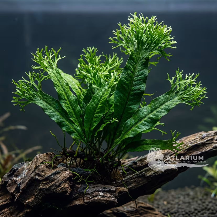 Java Fern 'Windelov'