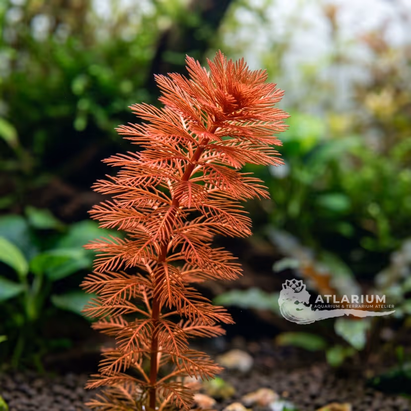 Myriophyllum rosso