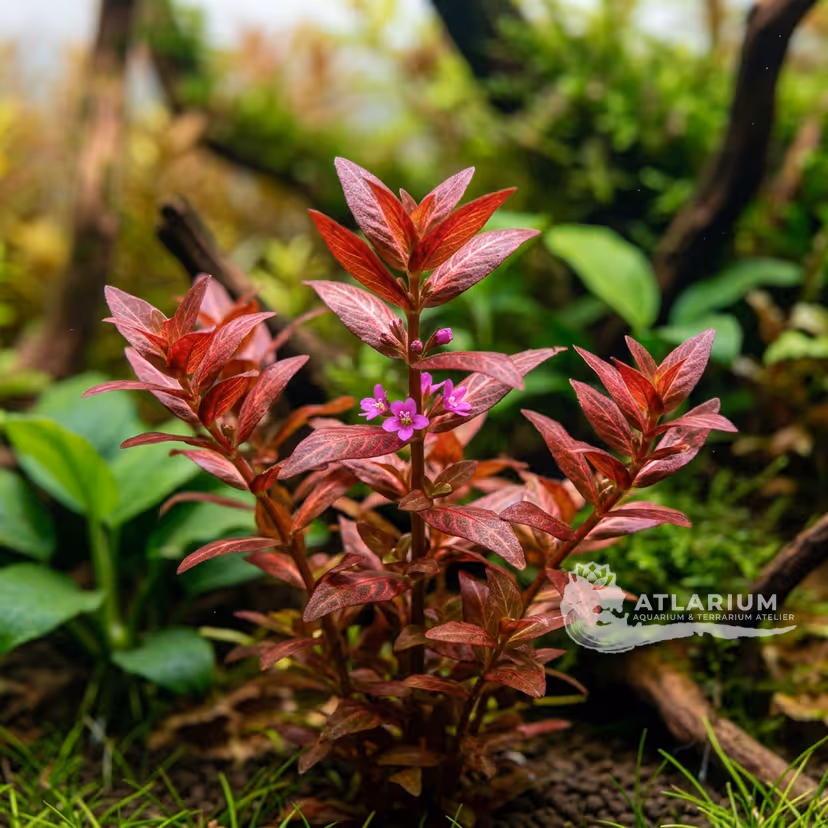 Nesaea triflora