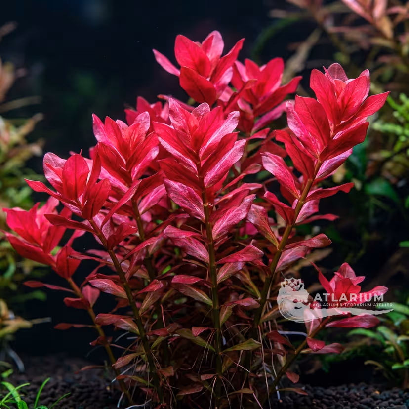 Rotala rossa gigante (Rotala macrandra)