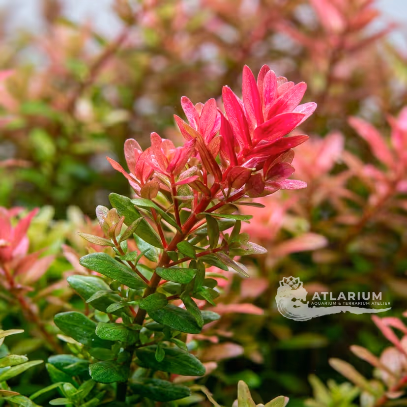 Rotala común