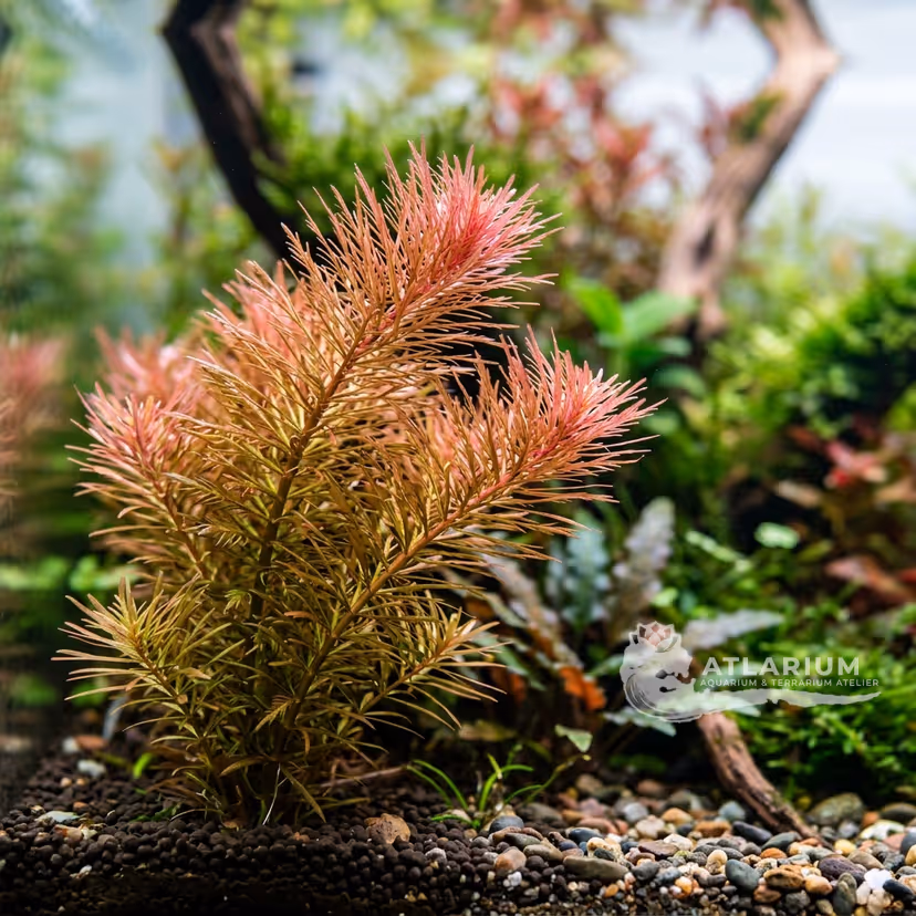 Rotala wallichii